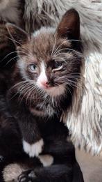 Mooie Kittens te koop, Dieren en Toebehoren, Katten en Kittens | Overige Katten, Poes