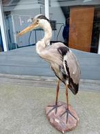Opgezette blauwe reiger taxidermie, Ophalen