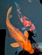Prachtige goudgele Koi, Dieren en Toebehoren, Vissen | Vijvervissen, Karper of Koi
