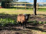 Twee bruine ouessant rammen (lam), Dieren en Toebehoren, Schapen, Geiten en Varkens, Mannelijk, Schaap, 0 tot 2 jaar