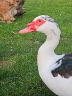 Muskuseenden, Dieren en Toebehoren, Pluimvee, Meerdere dieren, Eend