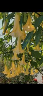 Brugmansia Geel, Tuin en Terras, Volle zon, 100 tot 250 cm, Zomer, Overige soorten