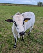 Lieve rustige zeboe os. Miniatuur gecastreerd stiertje!, Dieren en Toebehoren, Maart, Mannelijk