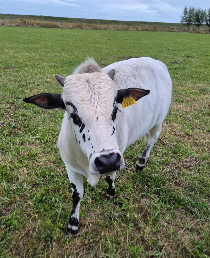 Lieve rustige zeboe os. Miniatuur gecastreerd stiertje!, Dieren en Toebehoren, Overige Dieren, Mannelijk, Maart