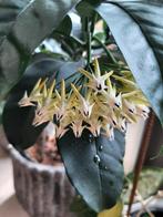 Hoya multiflora ongewortelde stek, vers vd plant geknipt, Huis en Inrichting, Kamerplanten, Overige soorten, Minder dan 100 cm