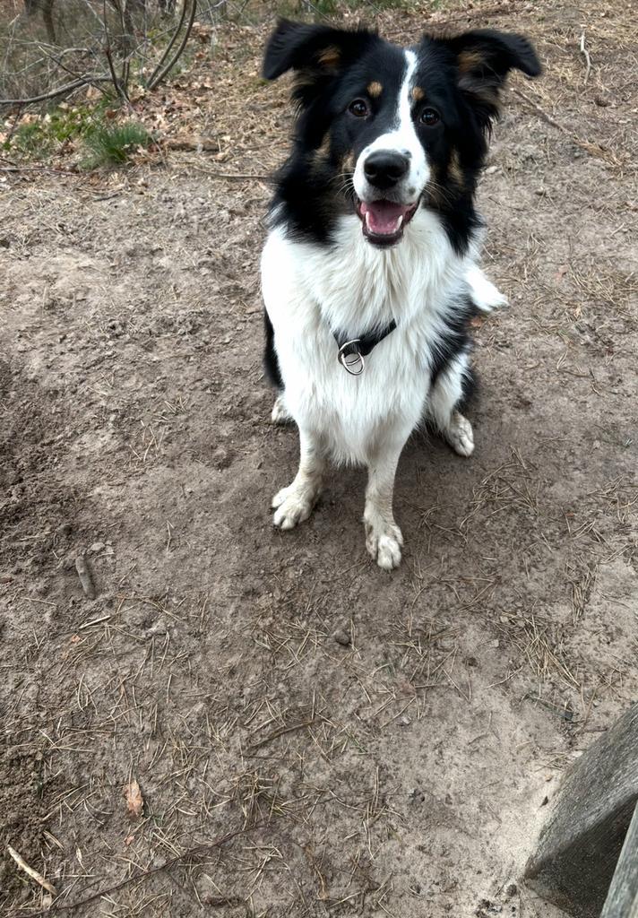 Hulp/oppas mix border collie x australian shepherd, Dieren en Toebehoren, Honden | Niet-rashonden, Middel, Teef, Particulier, Eén hond