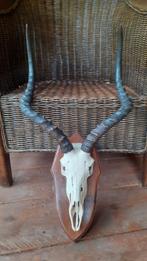 gewei geweien hoorn schedel, Ophalen of Verzenden, Zo goed als nieuw, Overige soorten, Schedel
