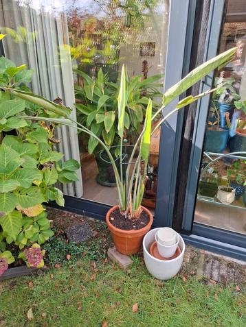 Dubbele strelitzia met pot beschikbaar voor biedingen