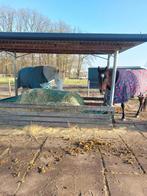 Paddock en weidegang veldhoven