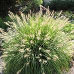 Pennisetum alop.Hameln P9 pot Lampenpoetsersgras., Tuin en Terras, Planten | Tuinplanten, Ophalen of Verzenden, Zomer, Overige soorten
