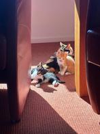 Boerderij kittens, Dieren en Toebehoren, Katten en Kittens | Raskatten | Korthaar, Meerdere dieren, Ontwormd, 0 tot 2 jaar