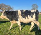 Verkocht 2 Belgische blauwe x Fleckvieh super luxe pinken, Dieren en Toebehoren, Runderen, Vrouwelijk