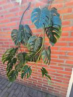 KUNSTPLANT MONSTERA REGINA FLORAL FEELINGS - INFO ZIE ADVERT, Ophalen of Verzenden, Nieuw, Binnen