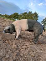 Ik zoek een zwarte lakenvelder dekbeer, Dieren en Toebehoren, Schapen, Geiten en Varkens, Mannelijk, Varken