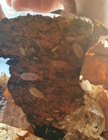 Porcellio scaber mix isopods / pissebedden beschikbaar voor biedingen