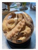 Korting XL opgezette echte octopus inktvis in ronde glas bol, Verzamelen, Ophalen, Nieuw, Reptiel of Amfibie, Opgezet dier