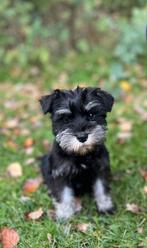 Dwergschnauzer pup, Rabiës (hondsdolheid), Overige rassen, 8 tot 15 weken, Teef