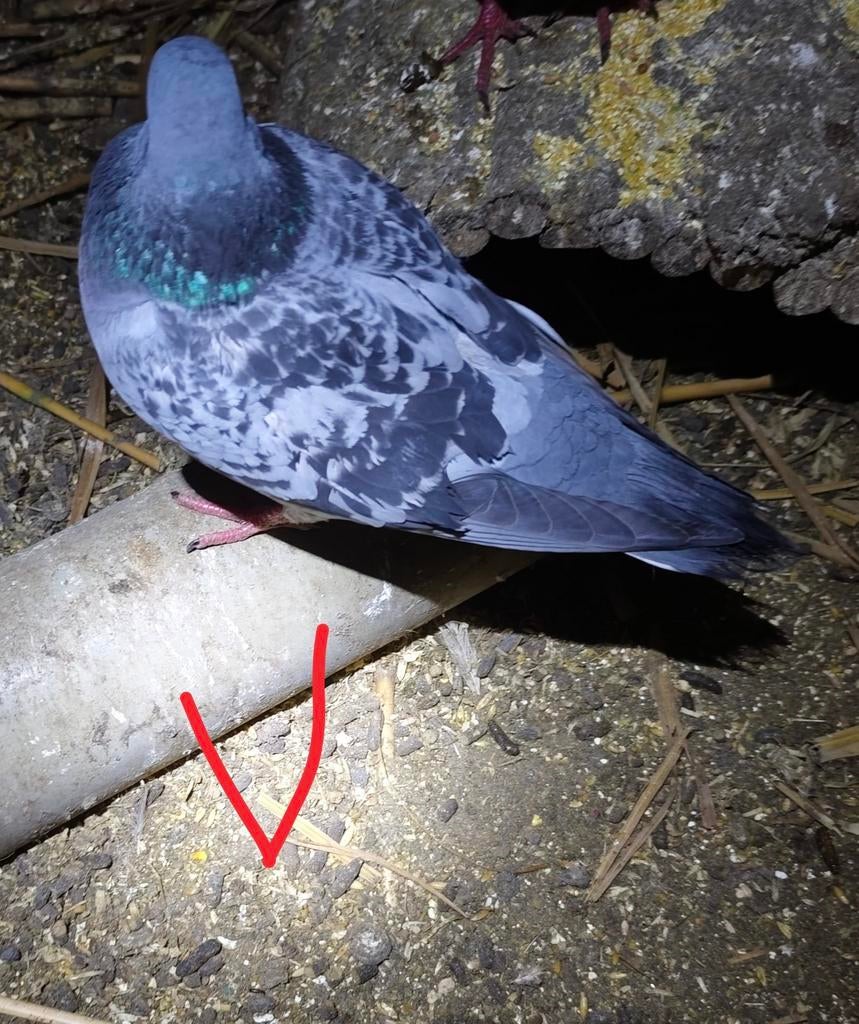 Verschillende kleuren mooie jonge sierduiven, Meerdere dieren, Overige soorten