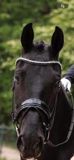 ZIZI neusriem Swarovski rocks, Ophalen of Verzenden, Zo goed als nieuw, Dressuur