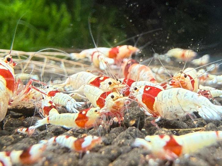 Pure Red Line (PRL) garnalen – mooie dekking, Dieren en Toebehoren, Vissen | Aquariumvissen, Kreeft, Krab of Garnaal