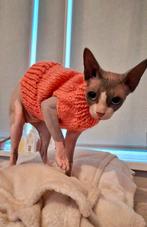 Warme gebreide kattentrui Sphynx Kat Rex kitten Poes Kater, Ophalen of Verzenden, Nieuw