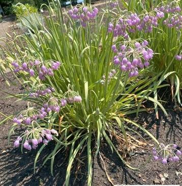 Indiaanse bieslook plantjes te koop beschikbaar voor biedingen