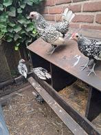 Sebright zilvergrijs zwartomzoomd haan, Dieren en Toebehoren, Pluimvee, Mannelijk, Kip
