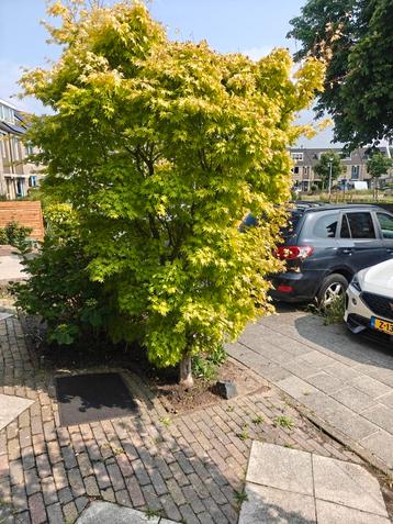 Prachtige Japanse Esdoorn beschikbaar voor biedingen