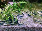 Blauwe neocaridina garnalen, Kreeft, Krab of Garnaal
