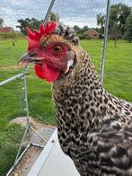 Groenleggers kip, Dieren en Toebehoren, Pluimvee, Mannelijk, Kip