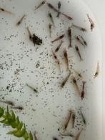 Uitgeselecteerde volwassen vuurgarnalen, Dieren en Toebehoren, Kreeft, Krab of Garnaal