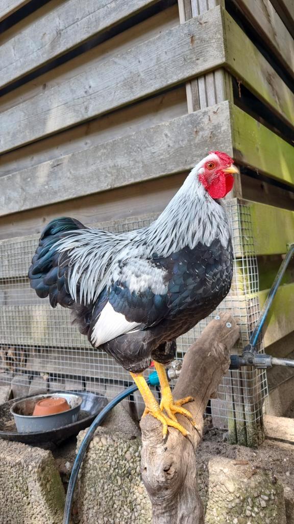 Hanen haan wyandotte kriel, Dieren en Toebehoren, Pluimvee, Kip, Mannelijk