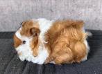JONG LUNKARYA ZEUGJE TE KOOP!, Dieren en Toebehoren, Knaagdieren, Vrouwelijk, Cavia, Na 1 juli 2024, Tam