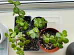 jonge vetplanten Portulacaria afra vetplant spekplant, Minder dan 100 cm, Ophalen of Verzenden, Halfschaduw, Vetplant