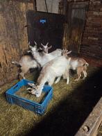Te koop girgentana geiten, Dieren en Toebehoren, Schapen, Geiten en Varkens, Meerdere dieren, Geit