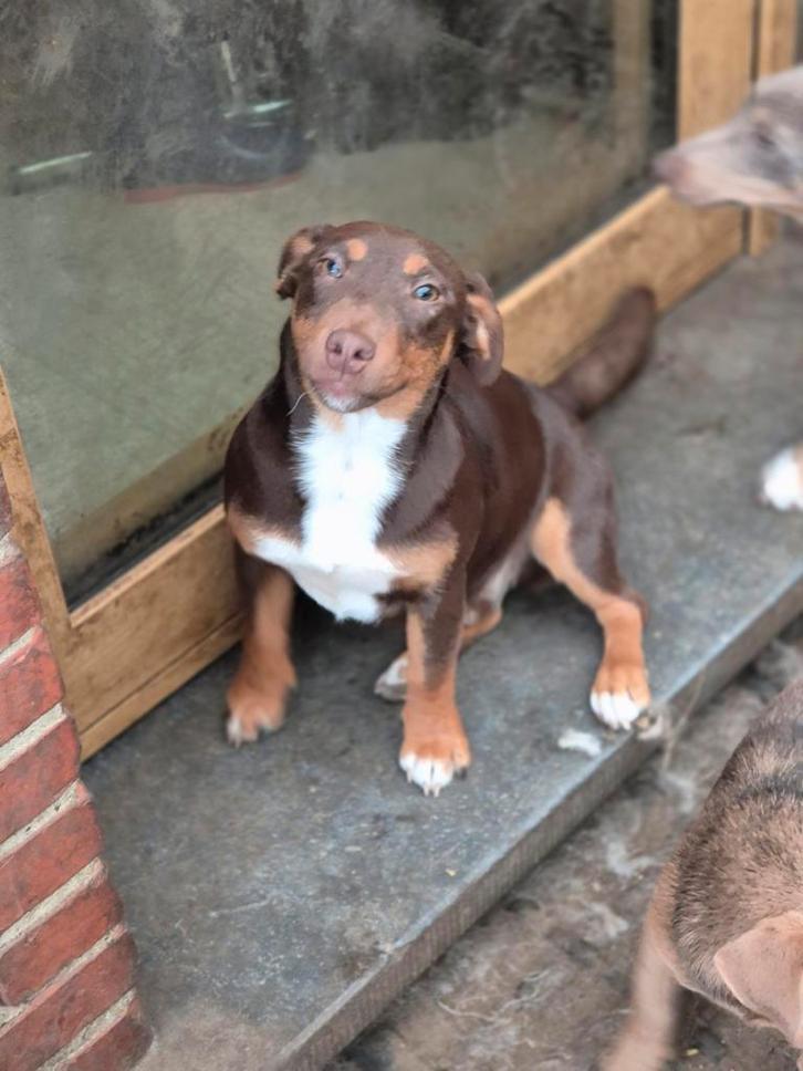 Laatste prachtige Jong Jack Russell Reutje, Dieren en Toebehoren, Honden | Jack Russells en Terriërs, Reu, Jack Russell Terriër
