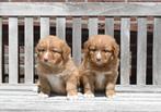 Nova Scotia Duck Tolling Retriever pups  met stamboom#Toller, Dieren en Toebehoren, Overige rassen, CDV (hondenziekte), 8 tot 15 weken