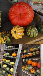 Pompoenen en kalebassen, Volle zon, Eenjarig, Bloeit niet, Ophalen