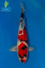 066 Showa, Dieren en Toebehoren, Vissen | Vijvervissen, Karper of Koi