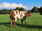 Super mooie 100% verbeterd roodbont stamboek stier, Dieren en Toebehoren, Mannelijk, 0 tot 2 jaar