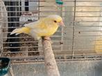 Mooie vogel, Dieren en Toebehoren, Vogels | Overige Vogels, Vrouwelijk, Geringd