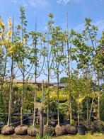 Walnoten bomen!! Juglans regia €150 pst walnoot, Tuin en Terras, Planten | Fruitbomen, Lente, In pot, Ophalen of Verzenden, Walnotenboom