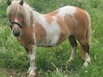 Bonte merrie ( nieuwe advertentie), Merrie, A pony (tot 1.17m), Gechipt, 11 jaar of ouder