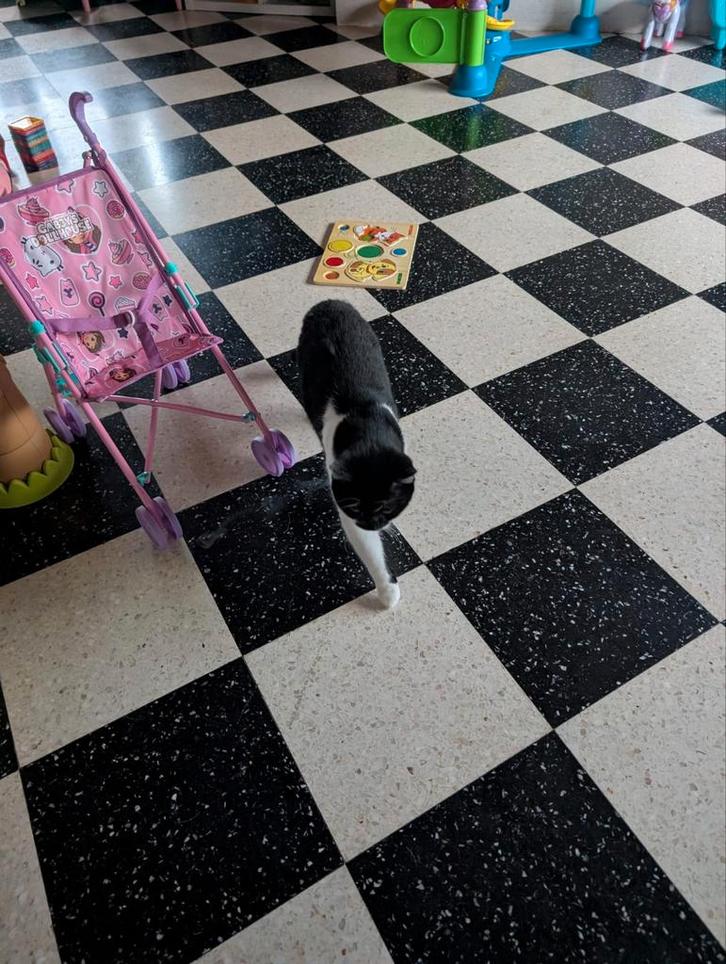 Lieve kater te koop, Dieren en Toebehoren, Katten en Kittens | Overige Katten, Kater