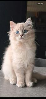 Stamboon kitten prachtige  Ragdoll (katertje), Dieren en Toebehoren, Kater, Gechipt