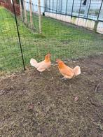 Ter overname 4 kippen, Vrouwelijk, Kip