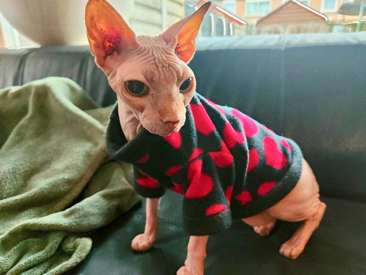 Handmade Kattentrui Op maat gemaakt Sphynx Rex Kat kitten, Dieren en Toebehoren, Katten-accessoires, Nieuw, Ophalen of Verzenden