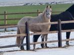 ##NWE ADV 12-02 SUPER KNAPPE NRPS PALOMINO MERRIE 4 JR##, Dieren en Toebehoren, Merrie, Met stamboom, Dressuurpaard, 3 tot 6 jaar