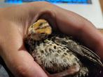 5 gratis kwartel kuikens, Dieren en Toebehoren, Meerdere dieren, Zangkanarie