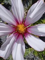 Zaden Cosmea mix - Cosmos bipinnatus mix, Verzenden, Voorjaar, Volle zon, Zaad